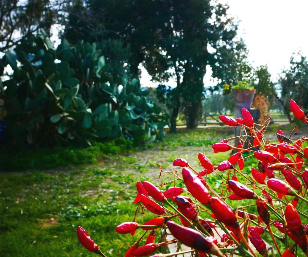 Agriturismo Baratti Exterior photo